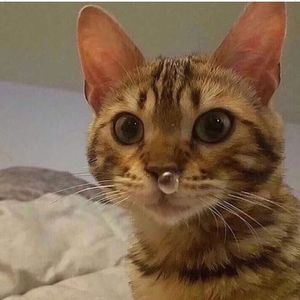 Meet your Posher, Kimmie